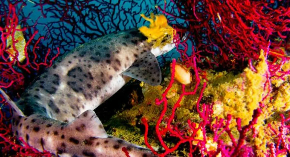 Massa Lubrense - Corso di Biologia marina al Parco di Punta Campanella