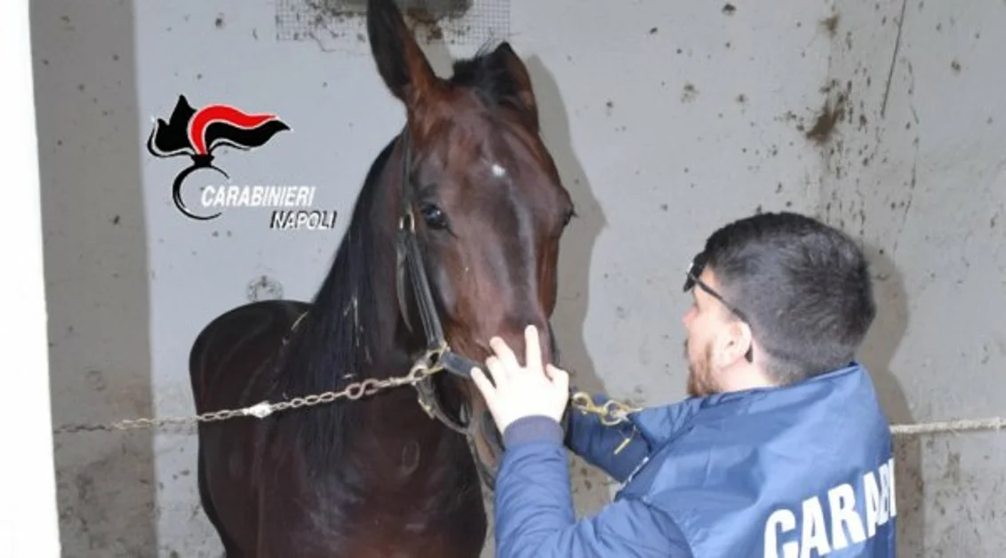 Napoli - Cavallo fu dopato e vinse, sequestrato dai carabinieri forestali