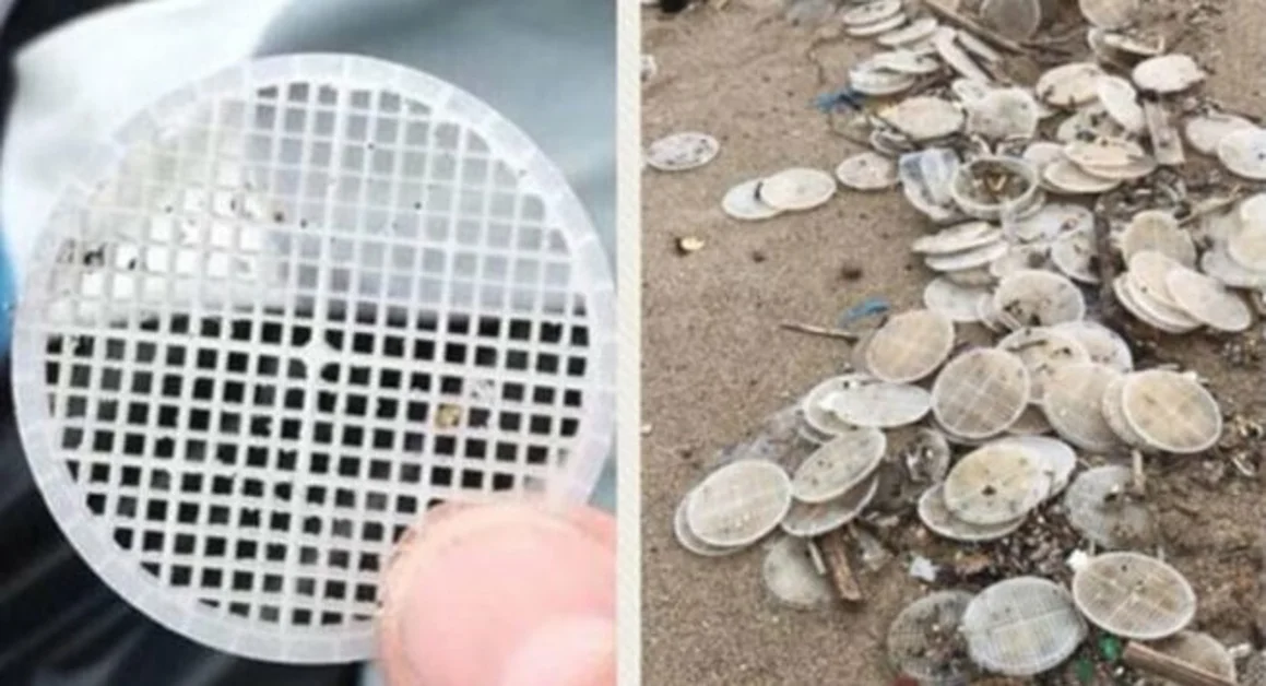 Massa Lubrense - Dischetti in mare, l'appello del Parco di Punta Campanella