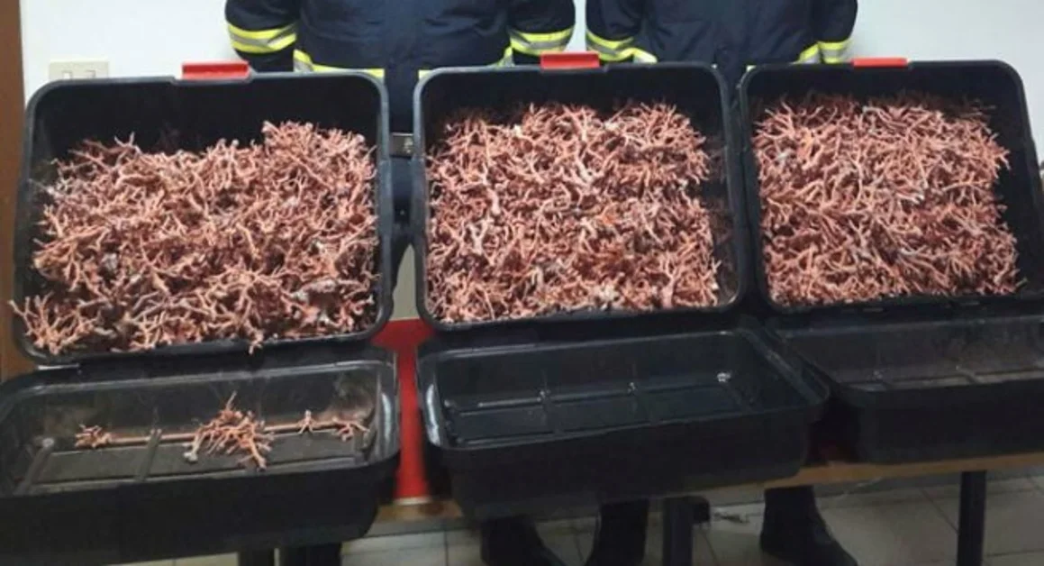 Torre del Greco - Corallo di contrabbando, sequestro di oltre 60 chilogrammi