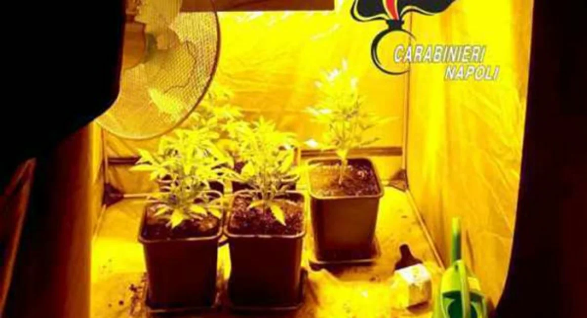 Coltivavano marijuana in casa, due arresti nel Napoletano