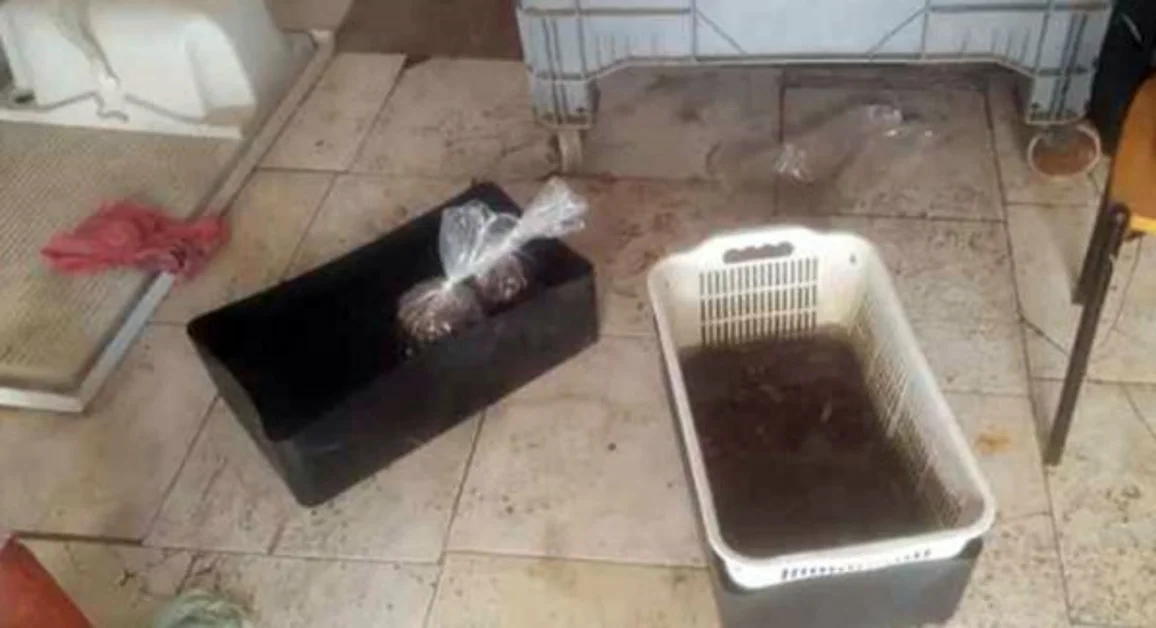 Castellammare - La Capitaneria di Porto sequestra 25 kg di datteri di mare