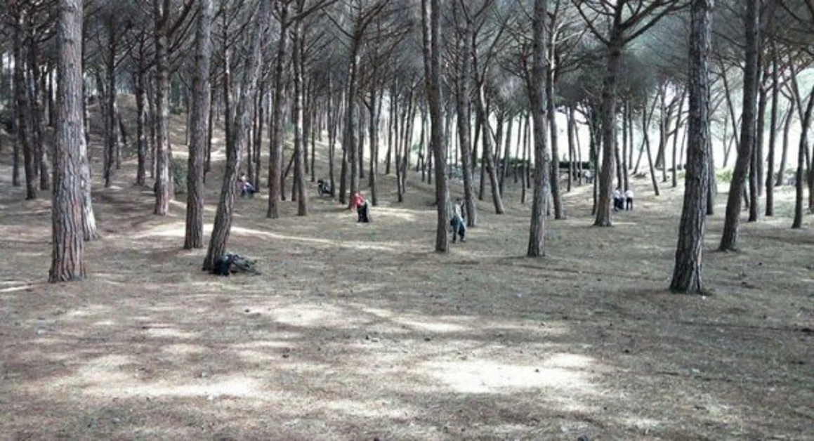 Torre del Greco - Pinete pulite, l'iniziativa ecologista di Fratelli d'Italia