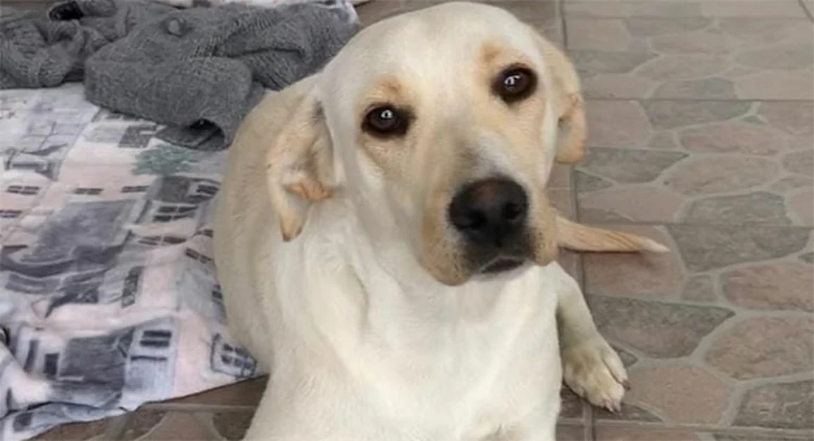 Boscoreale/Terzigno - Maestri del Lavoro, onoreficenza del Capo dello Stato per due cittadini vesuviani