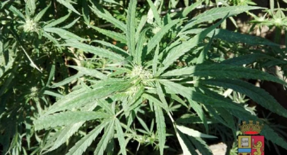 Gragnano - Offrì a un giovane liquore a base di foglie di marijuana, assolto il fornitore