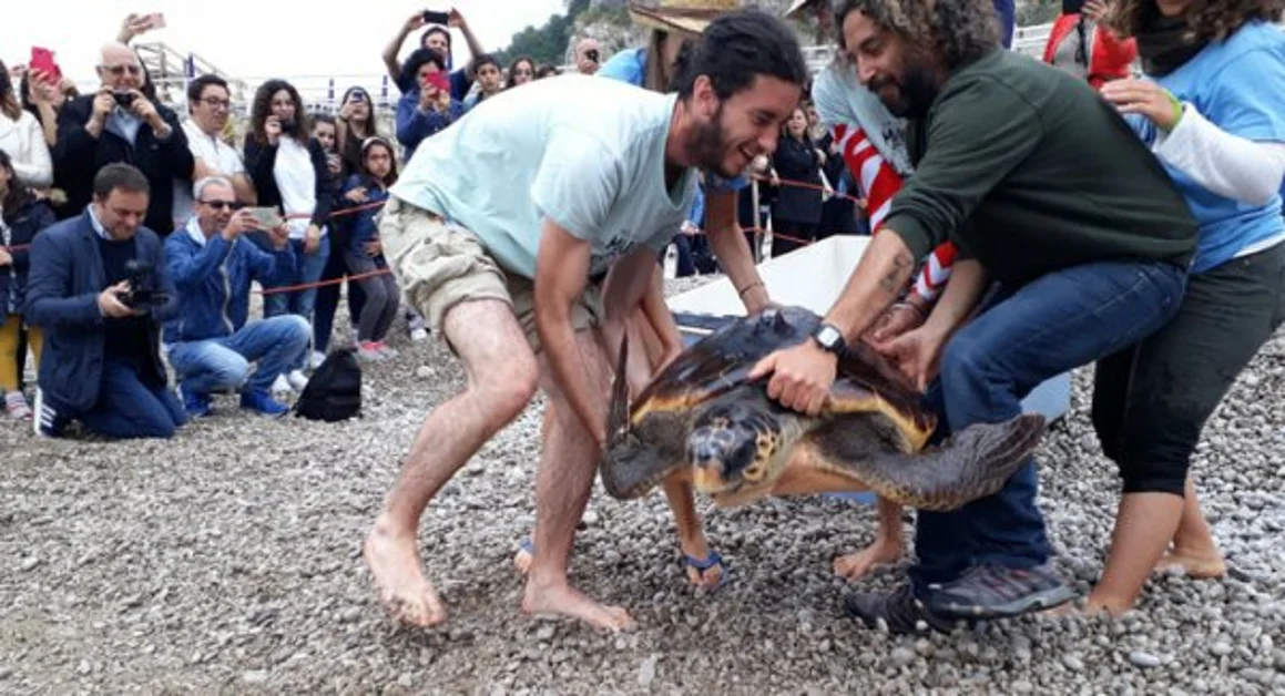 Massa Lubrense - Rimesse in mare quattro tartarughe salvate dal Centro Tartanet