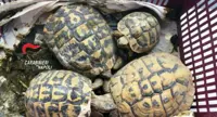 Pozzuoli (NA) - Tartarughe di specie protetta nel cortile e droga in casa, denunciati madre e figlio