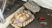 Ottaviano - Tartarughe a rischio estinzione nel giardino, denunciati coniugi