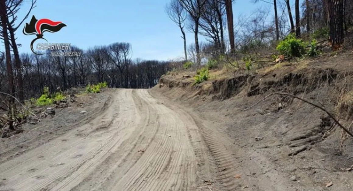 Torre del Greco - Tagliano alberi nel Parco del Vesuvio per fare piste, otto persone denunciate