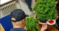 Ischia (NA) - Piante di marijuana sul terrazzo e sul tetto, tre persone denunciate