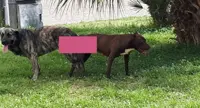 Pompei - «Odissea» per una pitbull, si accoppia nei giardini di piazza Bartolo Longo. La notizia impazza sui social