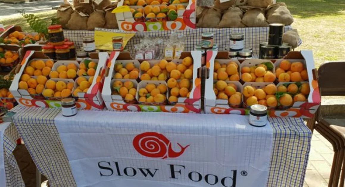 Boscoreale - Al Mercato della Terra protagonista l'albicocca del Vesuvio