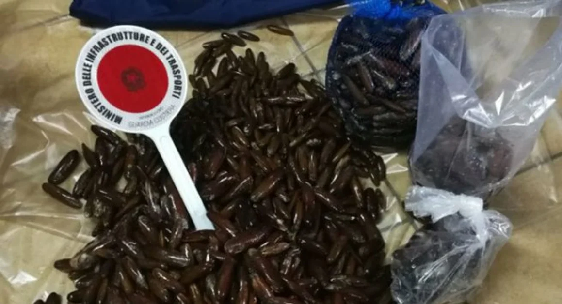 Pesca di frodo dei datteri di mare, operazione della Capitaneria di Castellammare