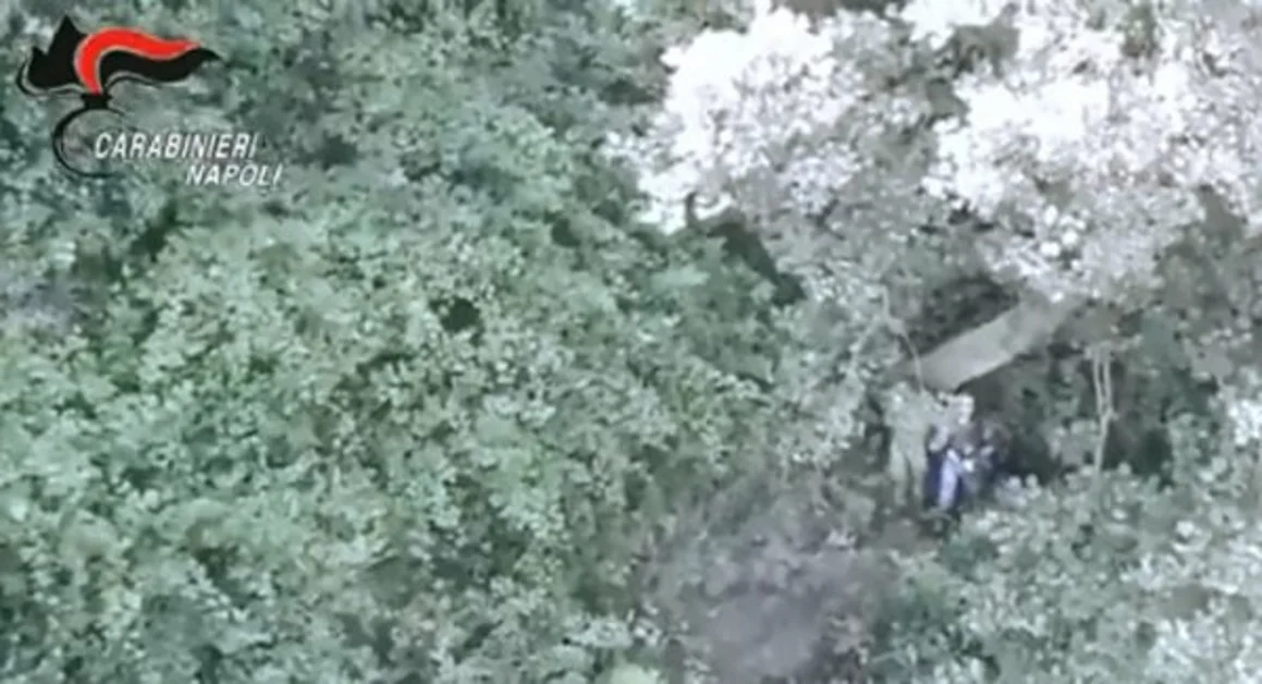 Coltivazione di cannabis sul Faito, distrutte più di duemila piante