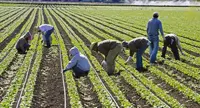 Agricoltura & Immigrazione, Cerciello (AgriEthos): “Capolarato, servono norme più severe»