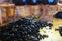 La sagra della cozza a Bacoli