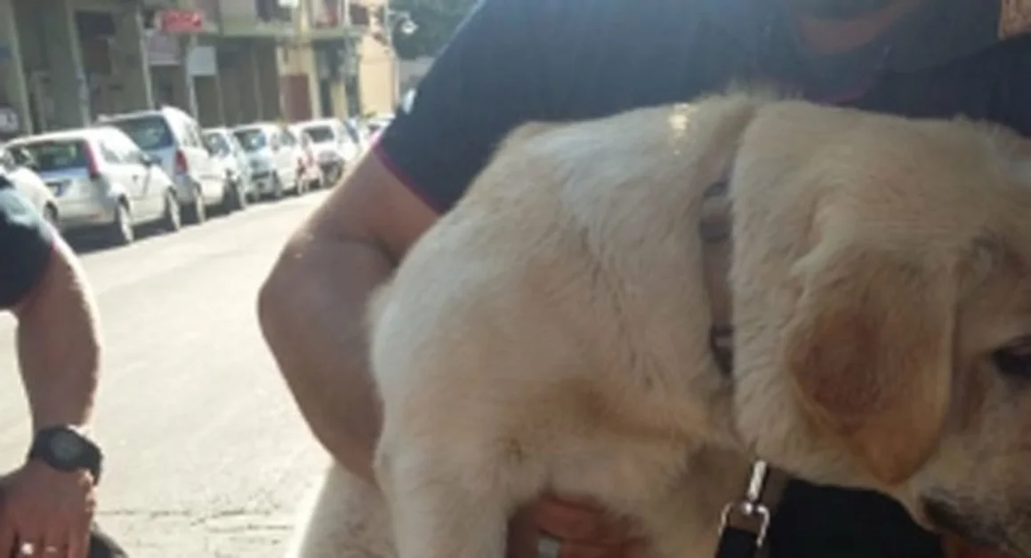 San Giorgio a Cremano - Lasciato in auto al sole e al caldo, labrador salvato dalla Polizia