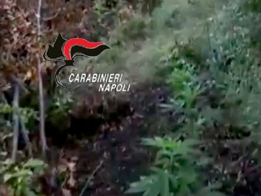 Vico Equense - Scoperta piantagione di cannabis sui Lattari