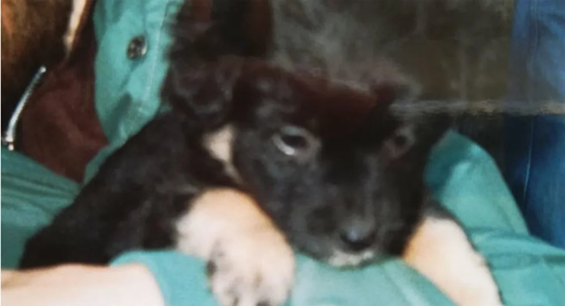 Torre Annunziata - Cagnetta massacrata a colpi di pietre, choc in un giardino di un'abitazione