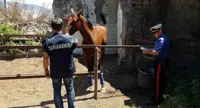 Acerra (NA) - Carabinieri sequestrano cavallo dopato