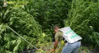 Bellizzi (SA) - Scoperta piantagione di marijuana, arrestato un giovane