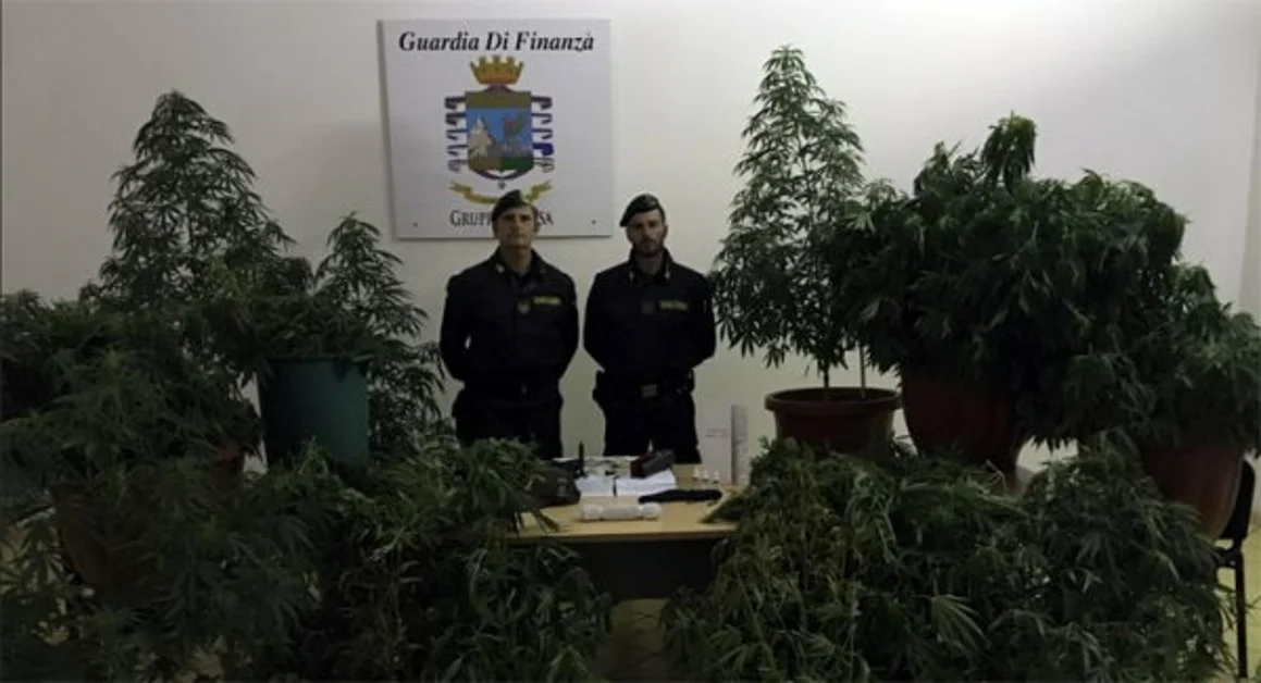 San Tammaro (CE) - Sequestrata piantagione di marijuana, due persone arrestate