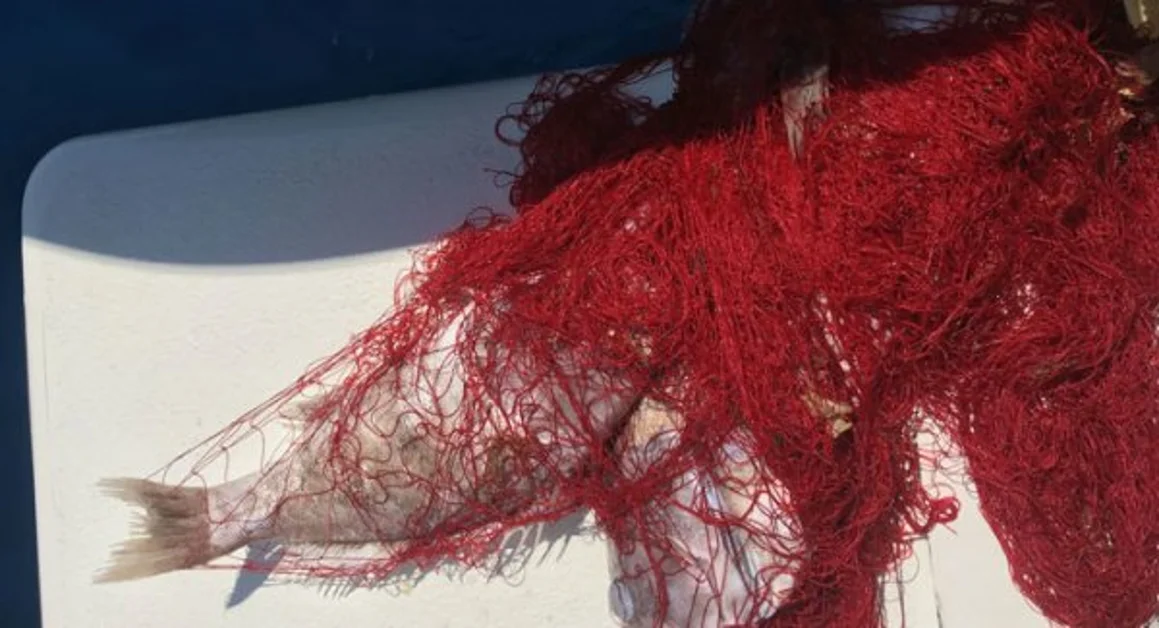 Pesca «killer» nell'area protetta di Punta Campanella, scoperta rete fantasma.  «E' un atto criminale»