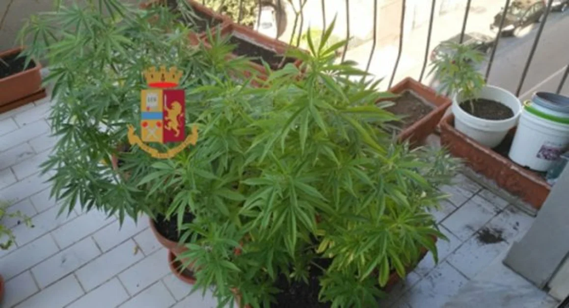 Napoli - Produceva in casa marijuana, denunciato 44enne