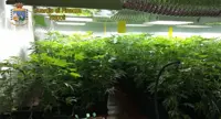 Giugliano (NA) - Serra per coltivazione di marijuana nel seminterrato, un arresto