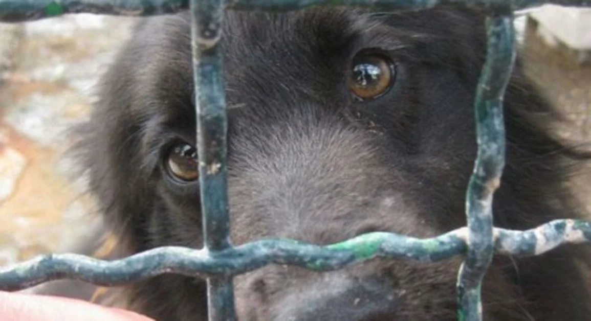 Torre Annunziata - "Adotta un cane", ok al regolamento: ecco come funziona. Previsti contributi economici