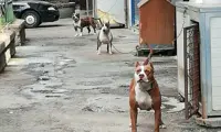 Napoli - Tiene cane legato a una catena, denunciato il responsabile