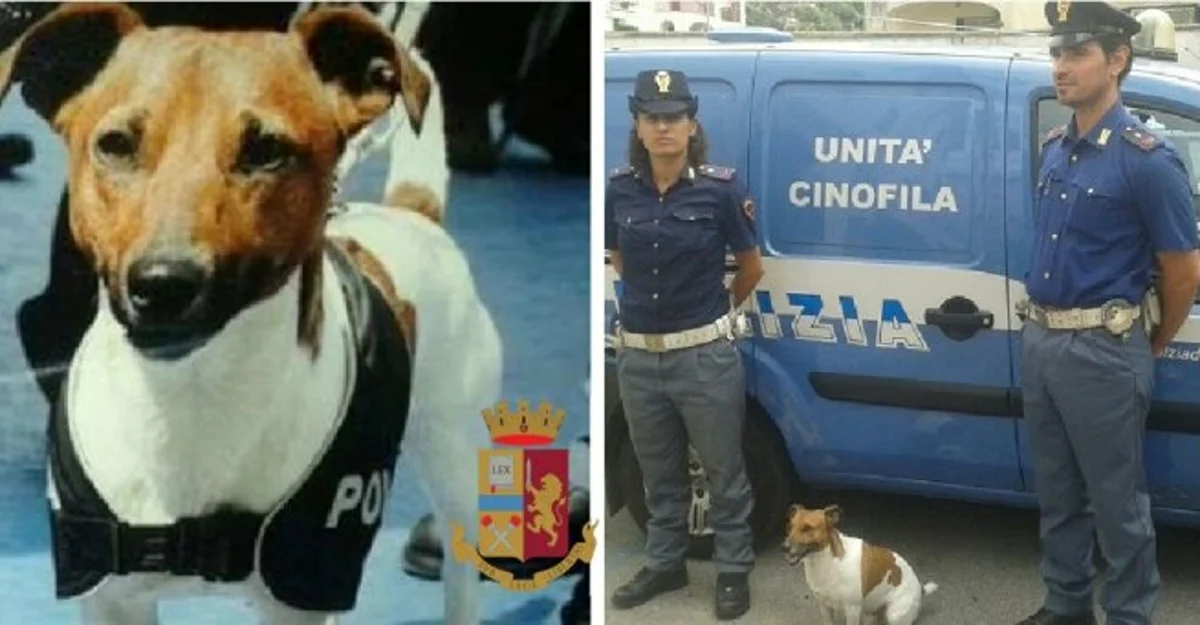 Capri (NA) - Il cane antidroga Pocho fiuta marijuana nell'armadio, denunciato proprietario abitazione