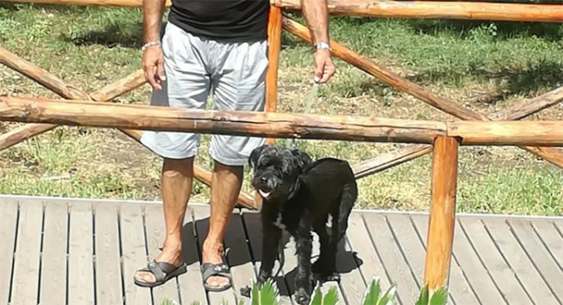 Torre Annunziata - Cane abbandonato in Villa Parnaso: va in canile, ma poi viene adottato