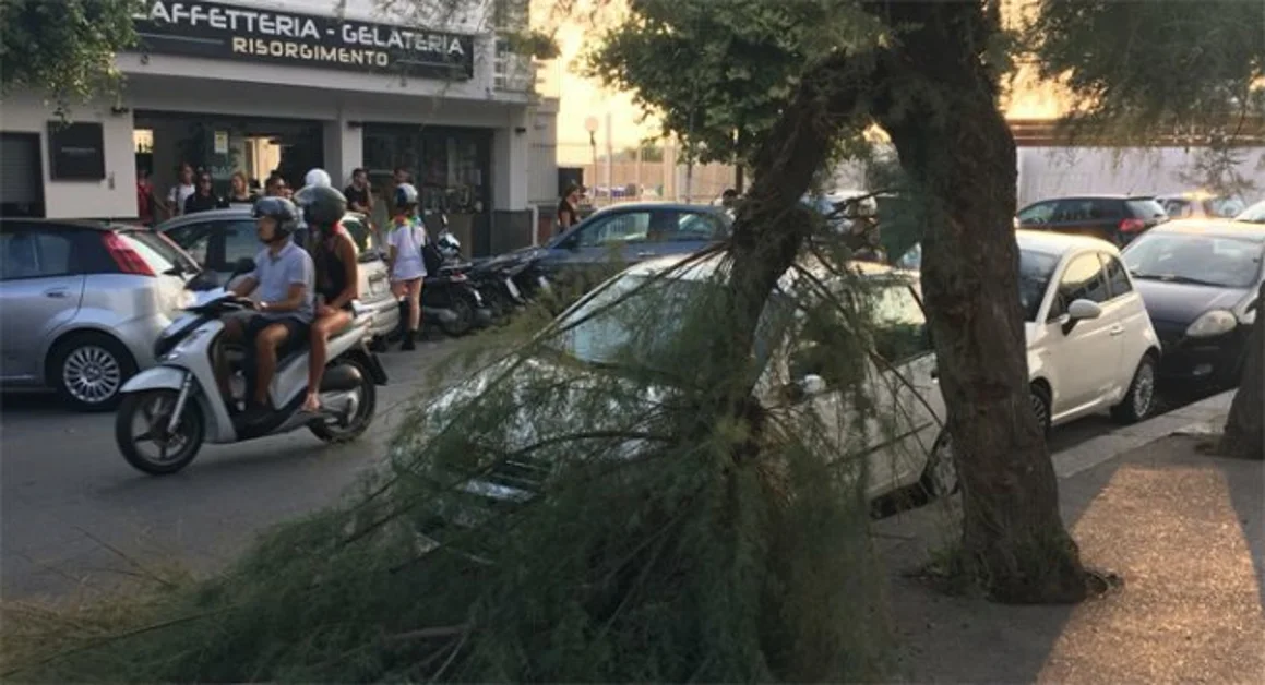 Torre Annunziata -  Ramo di albero si spezza per la folta vegetazione in Villa comunale