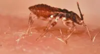La malattia di Chagas: una cimice assassina che infetta con il "bacio"