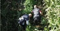 Sequestrata piantagione di marijuana nel Casertano 