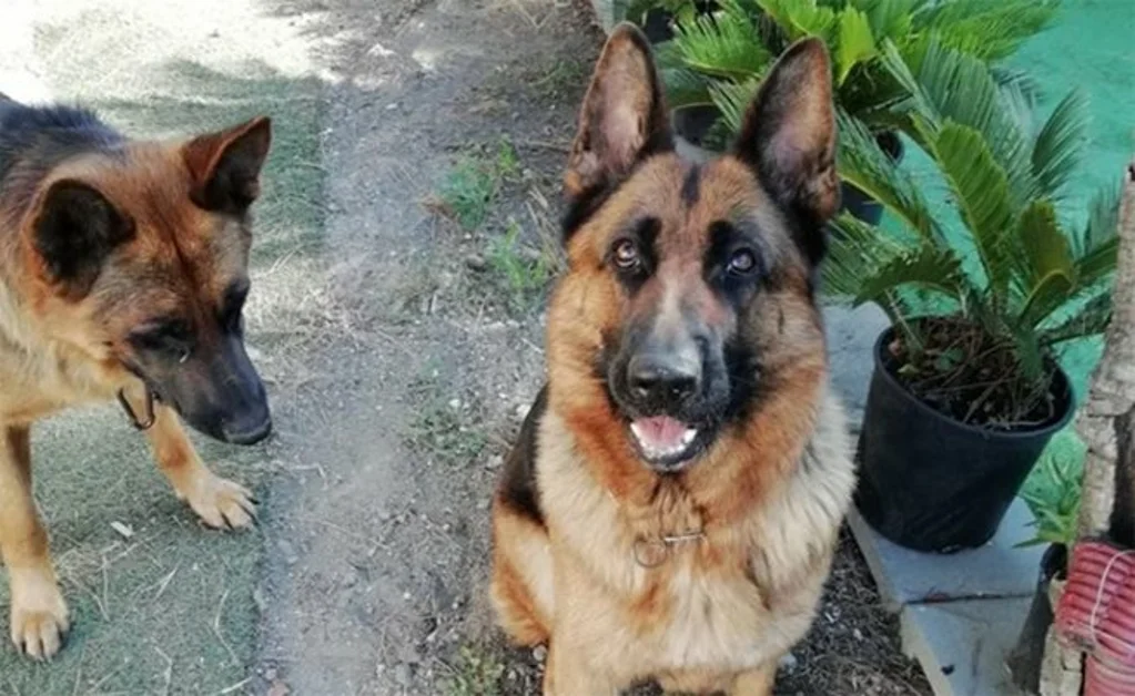 Torre Annunziata -  Luna, il pastore tedesco smarrito, è stata ritrovata a Pompei