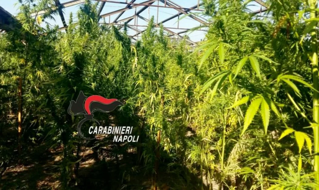 Ercolano - Coltiva marijuana nella sua azienda florovivaistica, denunciato 