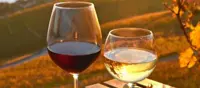 Vesuvinum, i vini e i sapori del Vesuvio ad Ottaviano