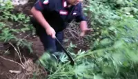 Maxi sequestro di marijuana nell'Avellinese, scoperte piante per oltre 2 tonnellate