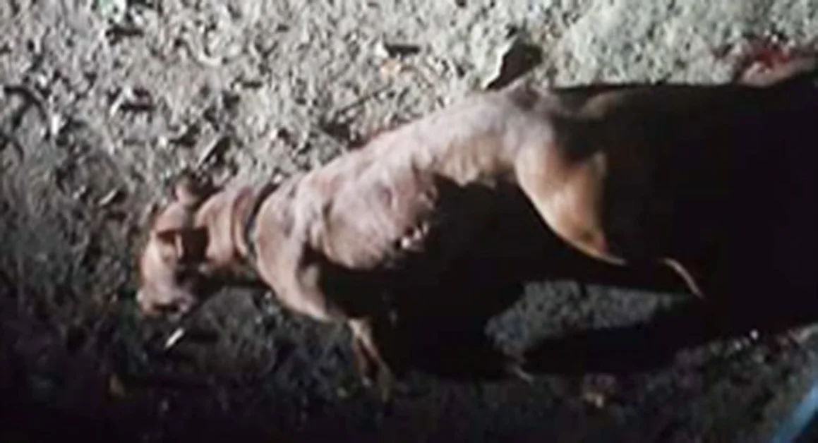 Orrore a Castellammare di Stabia : pitbull accoltellato e impiccato