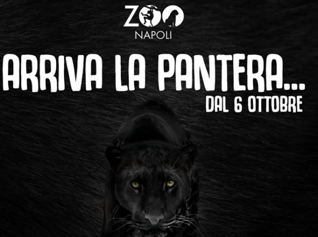 SCARICA IMMAGINI PANTERA NERA DA
