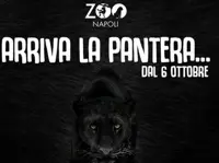 Allo Zoo di Napoli arriva Moro, la pantera nera 