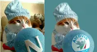 Edùard, il gatto di Torre Annunziata che tifa Napoli. La padrona è una pittrice oplontina