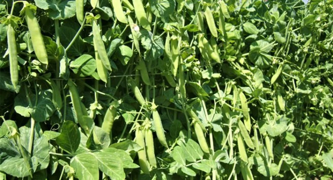 Trecase - Nasce ufficialmente il presidio Slow Food Pisello Centogiorni del Vesuvio