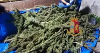 Napoli - Sequestrate 50 piante di marijuana in un ex edificio scolastico