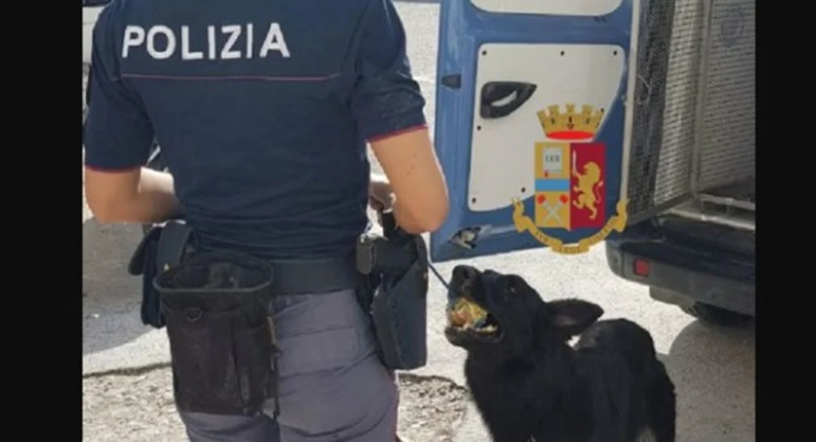 Ischia (NA) - Droga nel negozio, denunciato commerciante. Il cane Kyra in azione