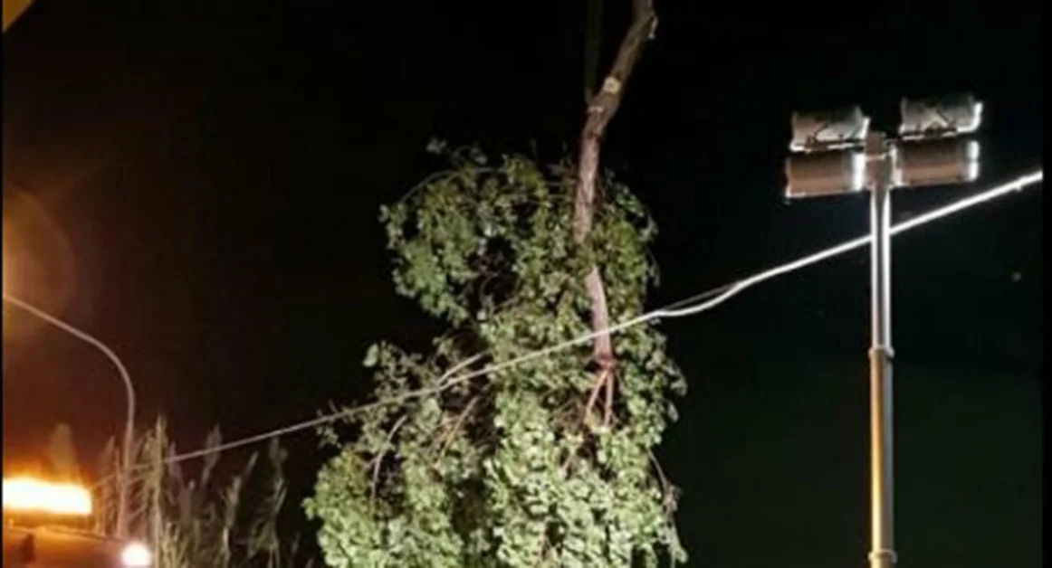 Pompei - Alberi caduti per il maltempo, numerosi i danni: dal fiume Sarno al Parco Archeologico