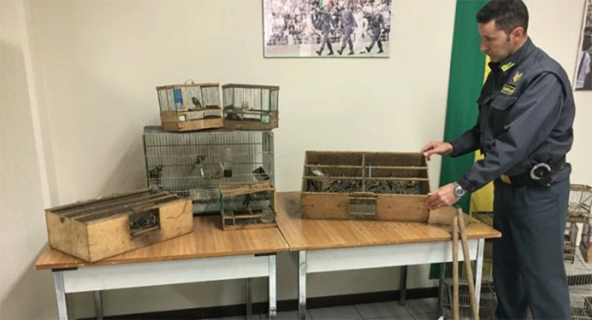 Avellino - Volatili di specie protetta in auto e a casa, denunciato