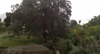 Festa dell'albero all'Orto Botanico